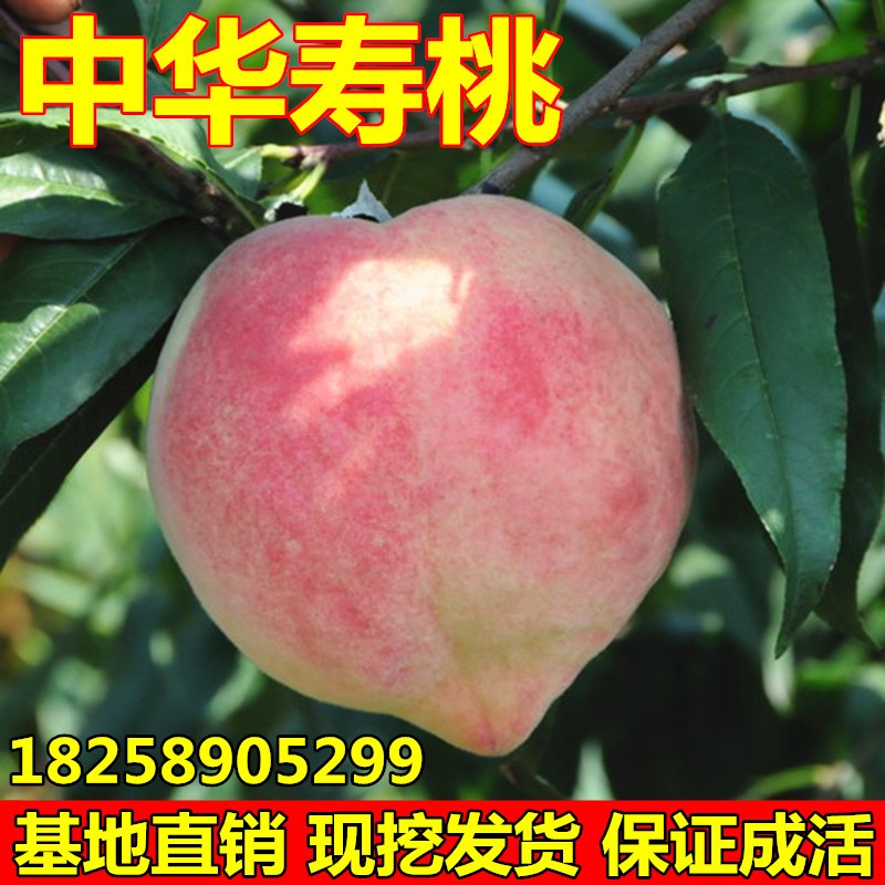 中华寿桃树苗 特大果晚熟桃树苗 嫁接桃树苗南方北方种植当年结果