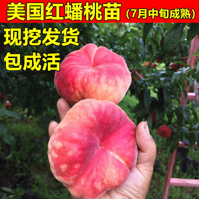 蟠桃树苗美国红黄金嫁接