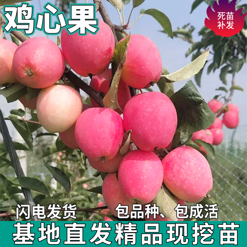 鸡心果树苗南北方庭院地