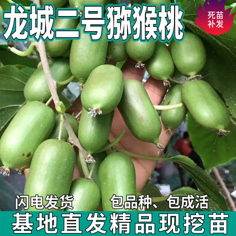 龙城二号软枣猕猴桃树苗