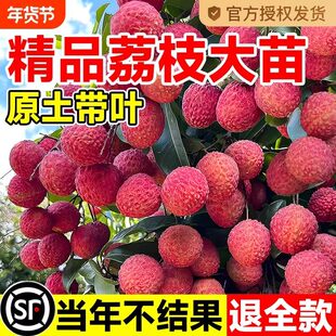 荔枝树苗无核桂味果树盆栽妃子笑嫁接水果树苗糯米糍果苗当年结果