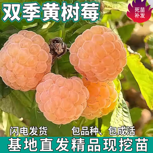 双季黄树莓树苗覆盆子果苗庭院阳台盆栽地栽苗南北方种植当年结果