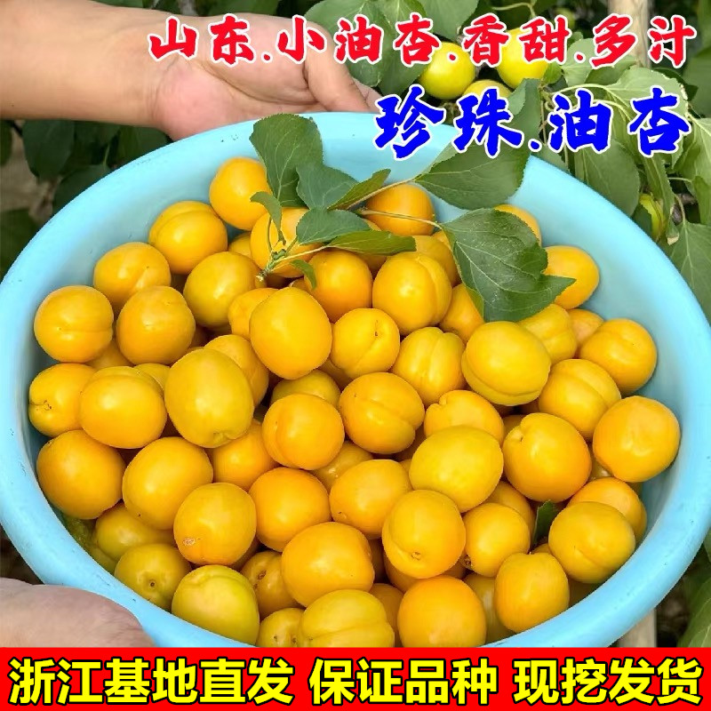 山东珍珠油杏树果苗嫁接