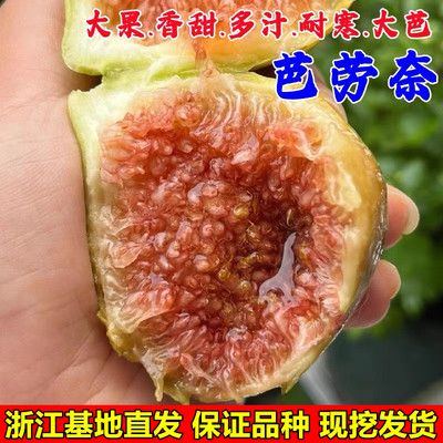 芭劳奈无花果苗特大盆栽