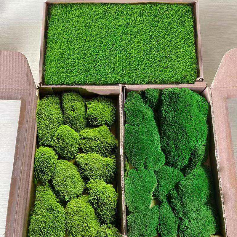 永生苔藓植物墙 室内墙面软装 工程墙铺面造景青苔白发大灰藓