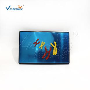 减数分裂中染色体变化模型组件