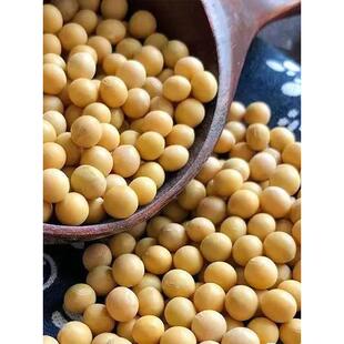 向南飞东北新货生发黄豆芽专用690极小粒黄豆纳豆小黄金豆