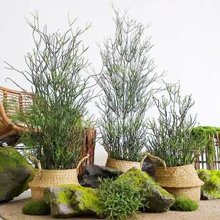 仿真光棍树火焰木大戟科多肉庭院造景植物盆栽热带沙生植物珊瑚树