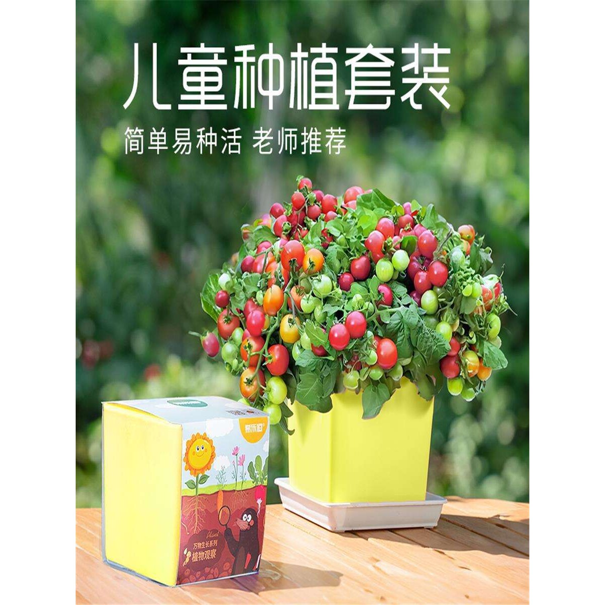 儿童种植小盆栽向日葵种孑学生观察小番茄凤仙花种籽根系生长套装