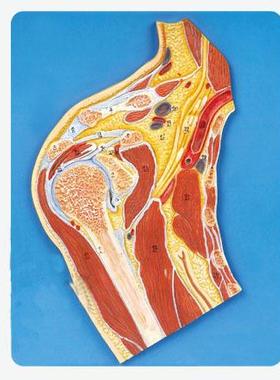 肩关节剖面模型A11202