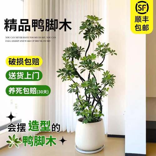 鸭脚木客厅大盆栽室内落地式大型造型鸭掌木鹅掌柴四季常青绿植物
