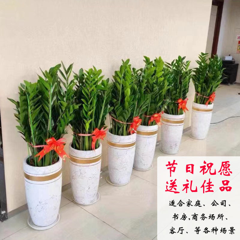 金钱树植物钱串子招财树办公室客厅开业乔迁送礼盆栽耐旱好养绿植