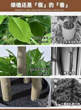 仿真绿13782植幸福树物室树内客厅发财树摆假仿生植大型橱件窗造