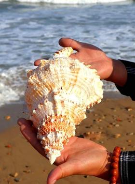 贝壳工摆艺品超大海螺壳然件天海螺贝壳家居鱼78274缸大造景海的