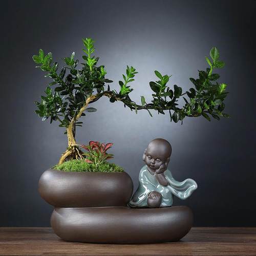 黄杨盆栽植物室内好养易活文竹盆景绿植客厅花卉四季常青净化梦域