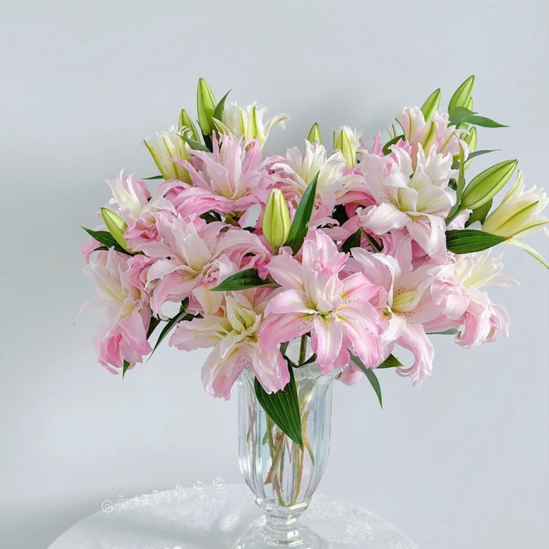 戴安娜百合鲜花云南直发家用水培插瓶花多头重瓣粉色百合鲜切花束
