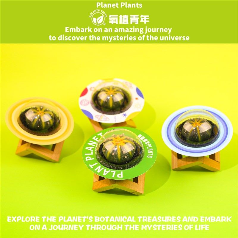 氧植青年星兜仙人球星球多肉植物办公室工位桌面创意盆栽礼盒礼物