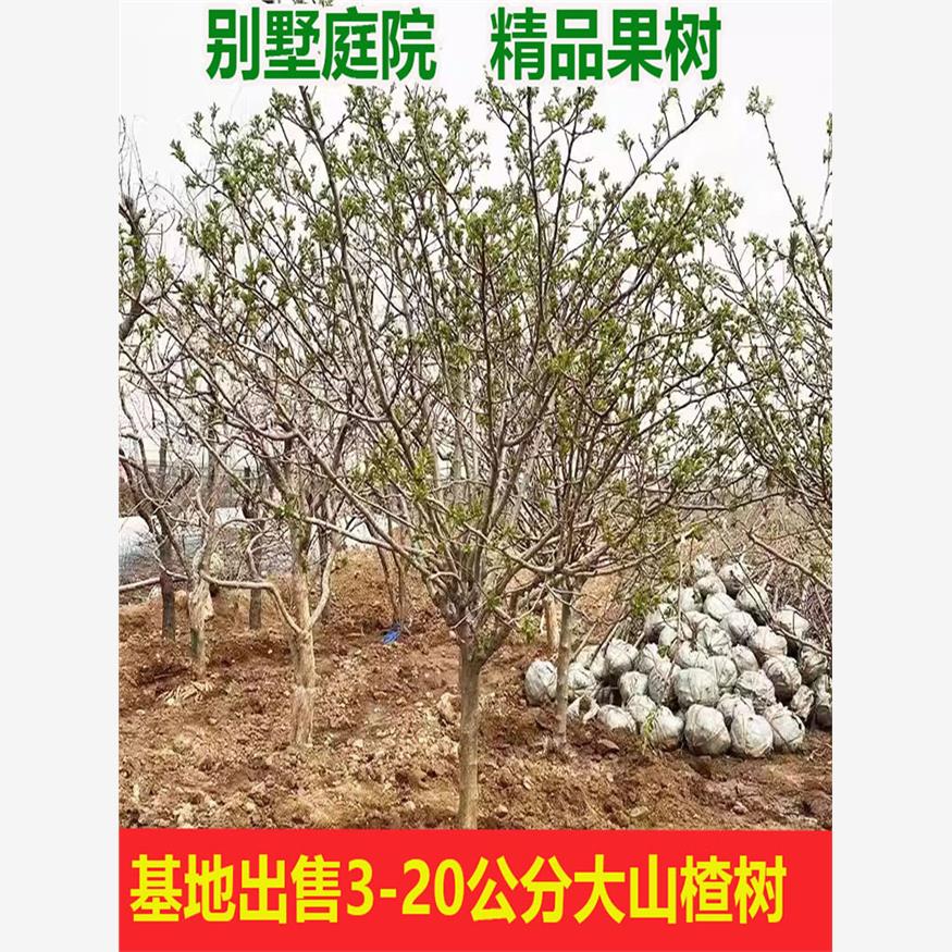 特大山楂树树苗庭院果南