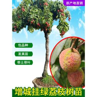 增城挂绿荔枝苗名贵品种果树荔枝王盆栽嫁接高压原土带叶