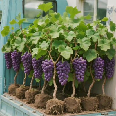 巨峰葡萄树苗无籽阳光玫