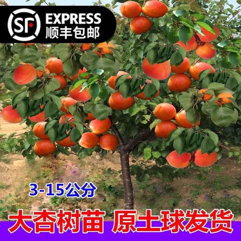 杏树果苗特大庭院南北方