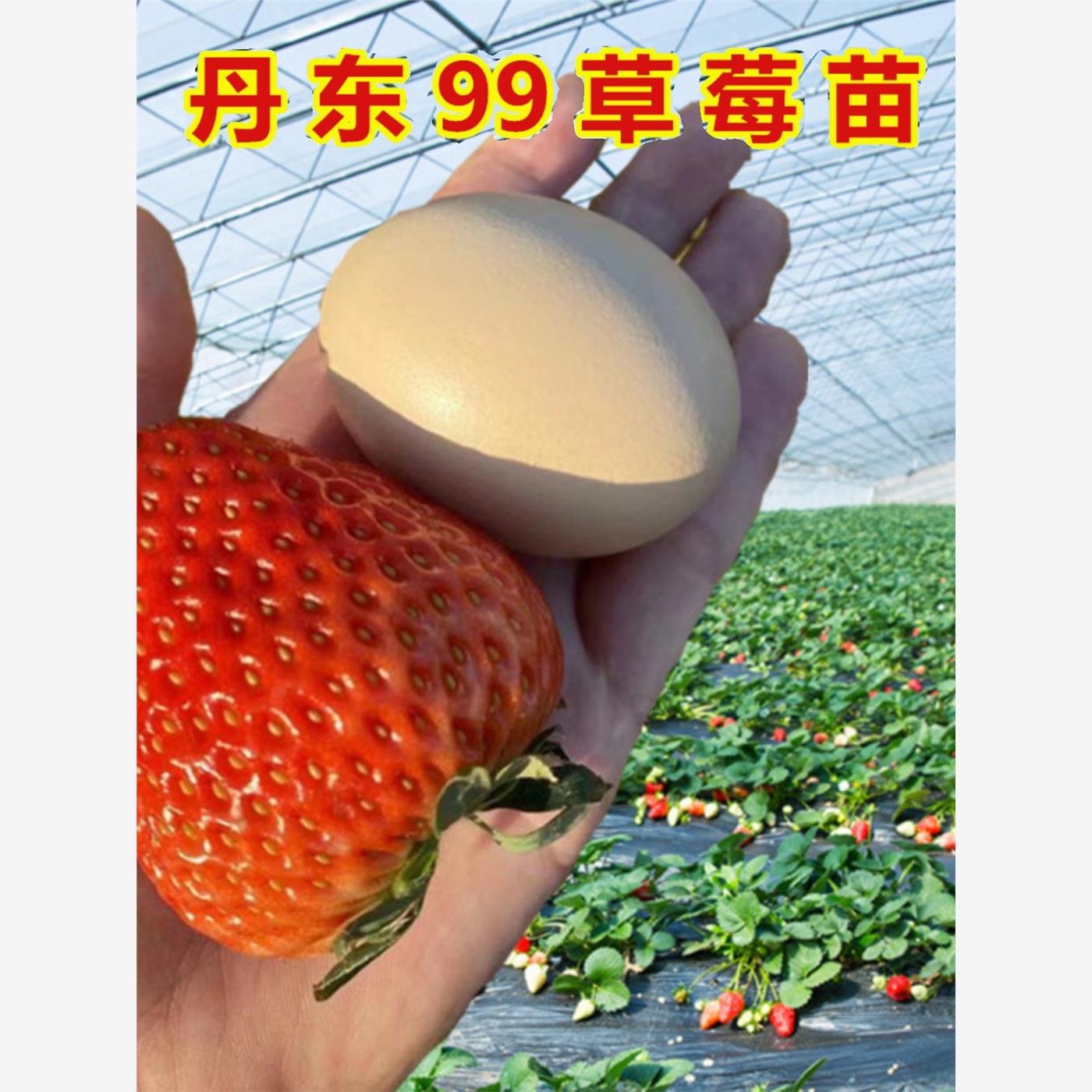 丹东99草莓苗四季盆栽四季食用南方种植大株带花带果带盆原土发货