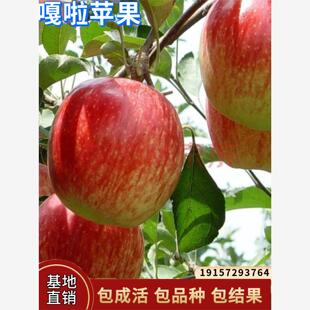 嘎啦苹果苗嫁接四季种植地载庭院果树苗盆栽特大脆甜耐寒当年结果