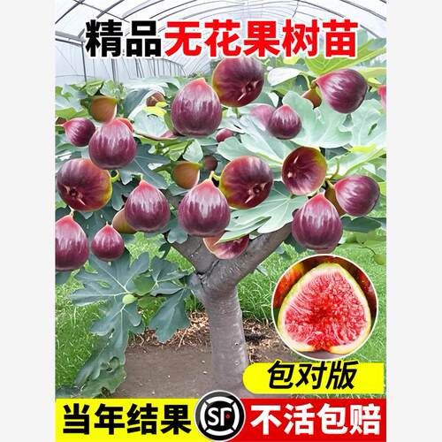无花果树果苗特大带土盆