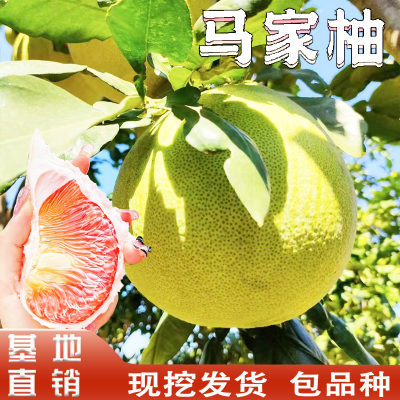 正宗马家柚子树苗南北方