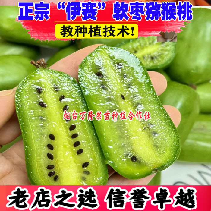 正宗伊赛软枣猕猴桃树苗