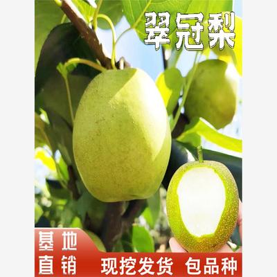 翠冠梨树果苗嫁接苗南北