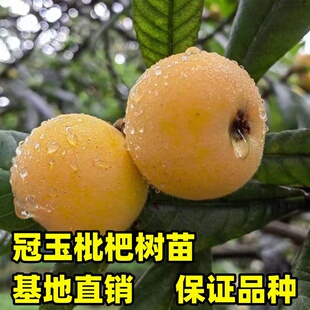 枇杷苗树冠玉枇杷树苗盆栽地栽南北方庭院种植琵琶果树苗现挖现发