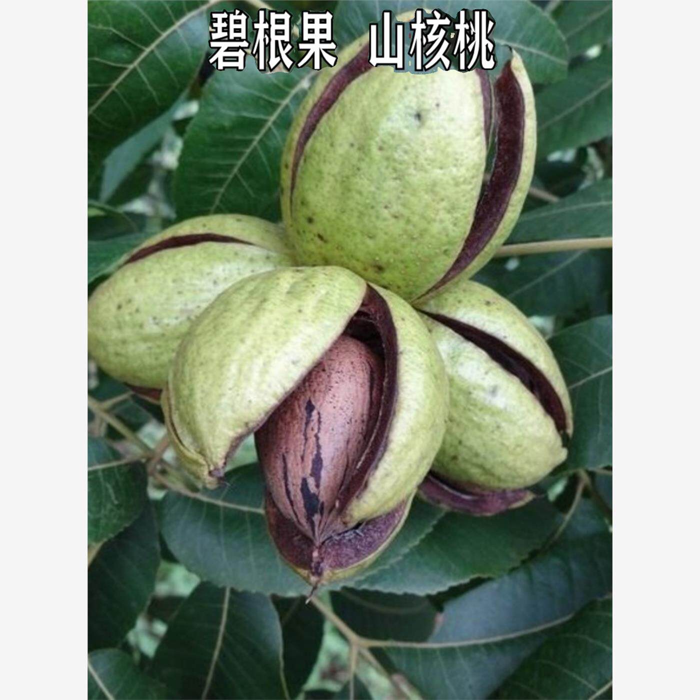 新品种薄壳核桃嫁接苗碧根果苗美国山核桃树苗南北方种植当年结果