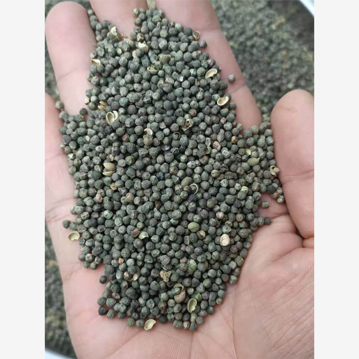 透骨草种子 珍珠透骨草籽 散装野生中药材中草药春季药材种子包邮