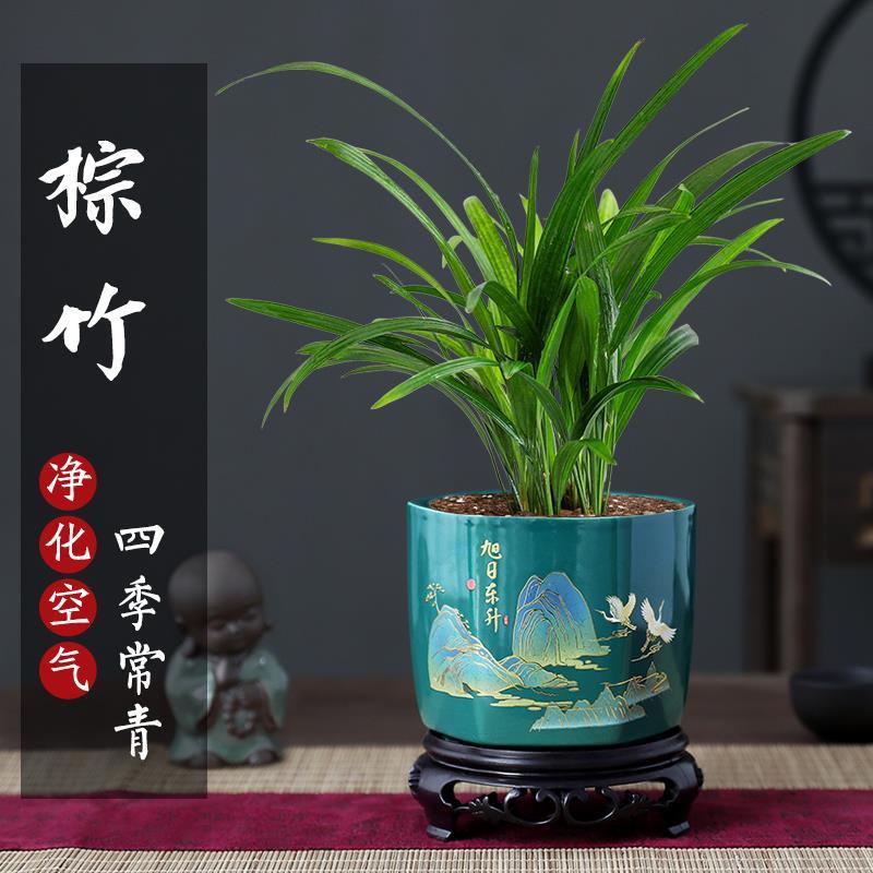 棕竹盆栽植物室内绿植棕榈树四季常青中式绿化净化空气吸甲醛好养
