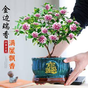大盆金边瑞香盆栽绿植室内花卉植物四季开花好养活净化带花苞浓香