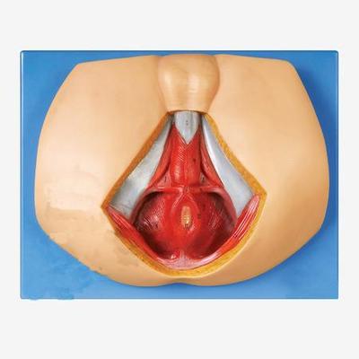 男性会阴模型A15112