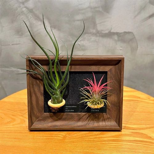 空气凤梨装饰办公室绿植桌面装饰画现代简约相框摆件软装绿植摆件
