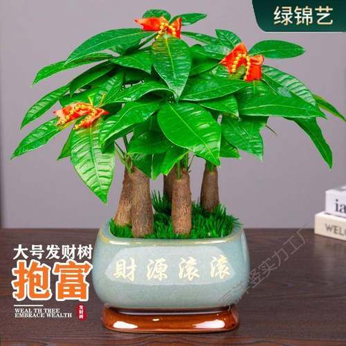 发财树室内绿植盆栽大棵办公室桌面客厅摆放花盆景好养懒人植物