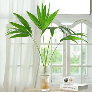大扇叶蒲葵盆栽四季水培植物室内好养办公室棕榈科观叶绿植好养活