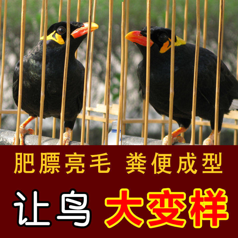 鹩哥食鹩哥饲料换毛期繁殖期肥膘亮毛抗病桶装5斤桶装鹩哥食饲料