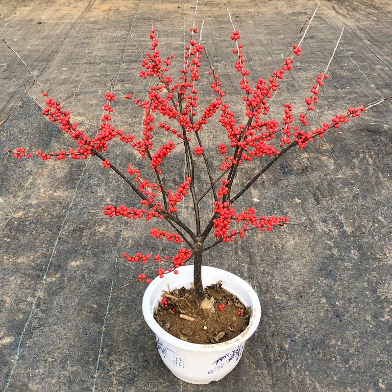 秋冬热卖北美冬青盆栽盆景鲜切花枝红果切枝插花摆件富贵果发财果