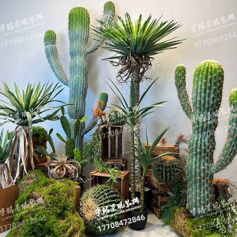 大型仙人掌仙人球创意绿植组合热带植物装饰楼梯角落橱窗造景
