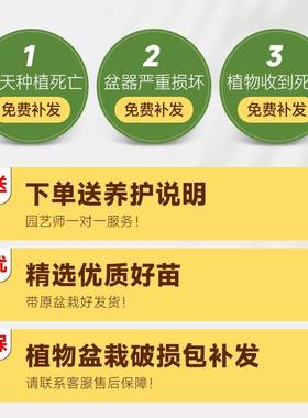 幸福树客厅盆栽大型绿植公室养盆景办财树新房除hhn76187甲发醛室