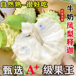 现摘释迦摩牟尼大果花皮云南牛奶新鲜高端水果凤梨大目番荔枝佛头