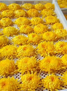 金丝皇菊电SGV烤房丹菊莱菊茶干机烘全自动空气能绣球烘干花设备