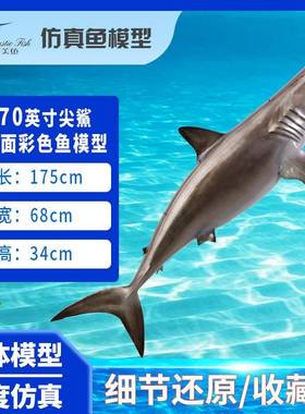 尖鲨鱼体面玻璃钢雕塑海洋工艺jsltsm70双品壁挂饰立仿真鱼模型墙