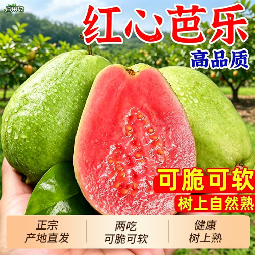 当季树熟红心芭乐双拼大果