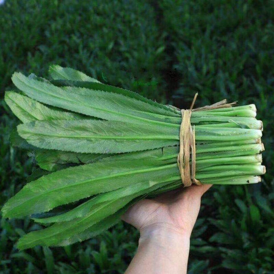 云南大香菜 刺芫荽 新鲜蔬菜 假芫茜元西/缅芜荽泰国越南香菜正宗