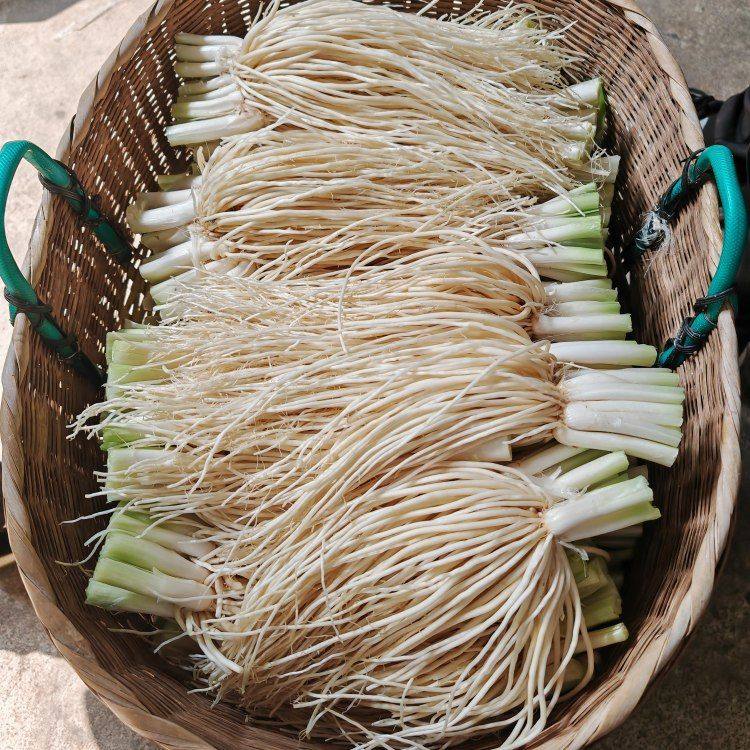 云南新鲜撇菜根苤菜根大韭菜根月子良菜可腌制新鲜蔬菜